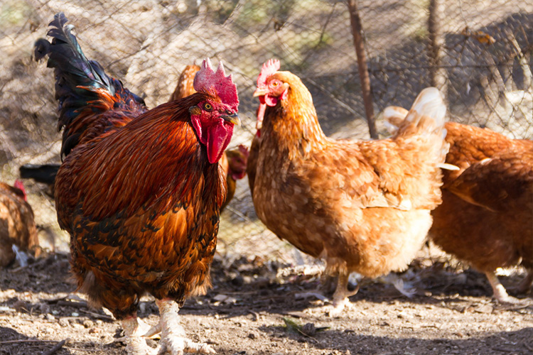 Free-Range Chickens at Willard's Farms